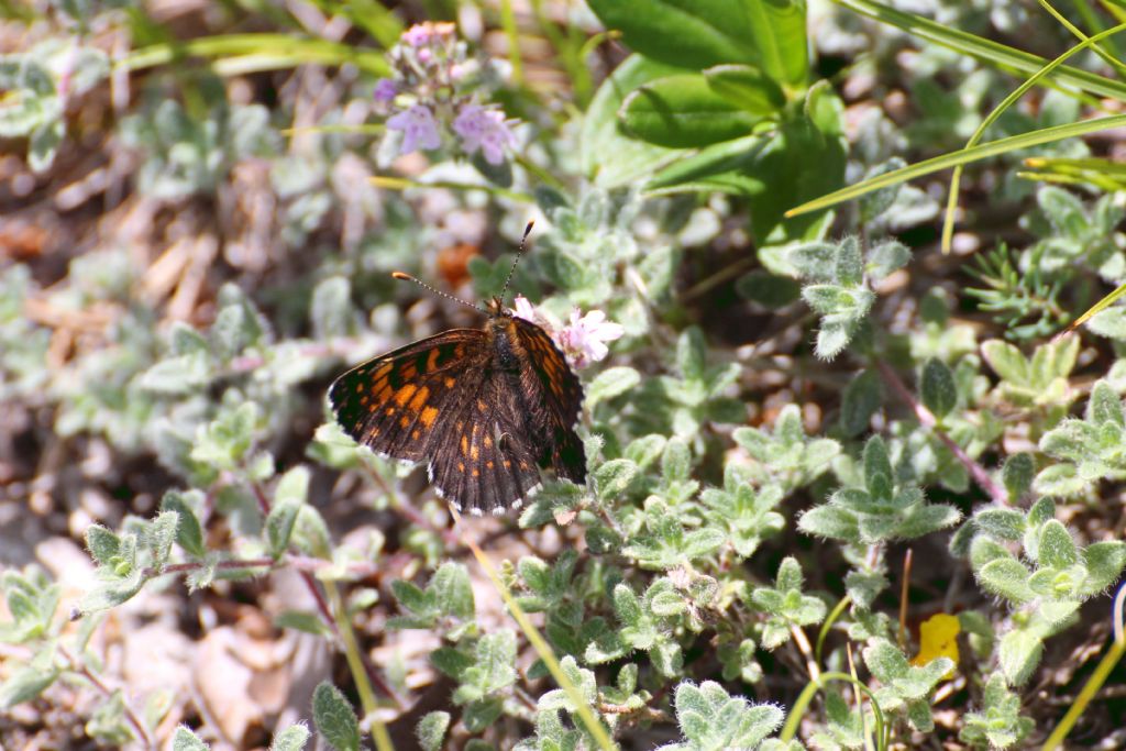 Melitaea diamina o athalia? M. diamina - Nymphalidae